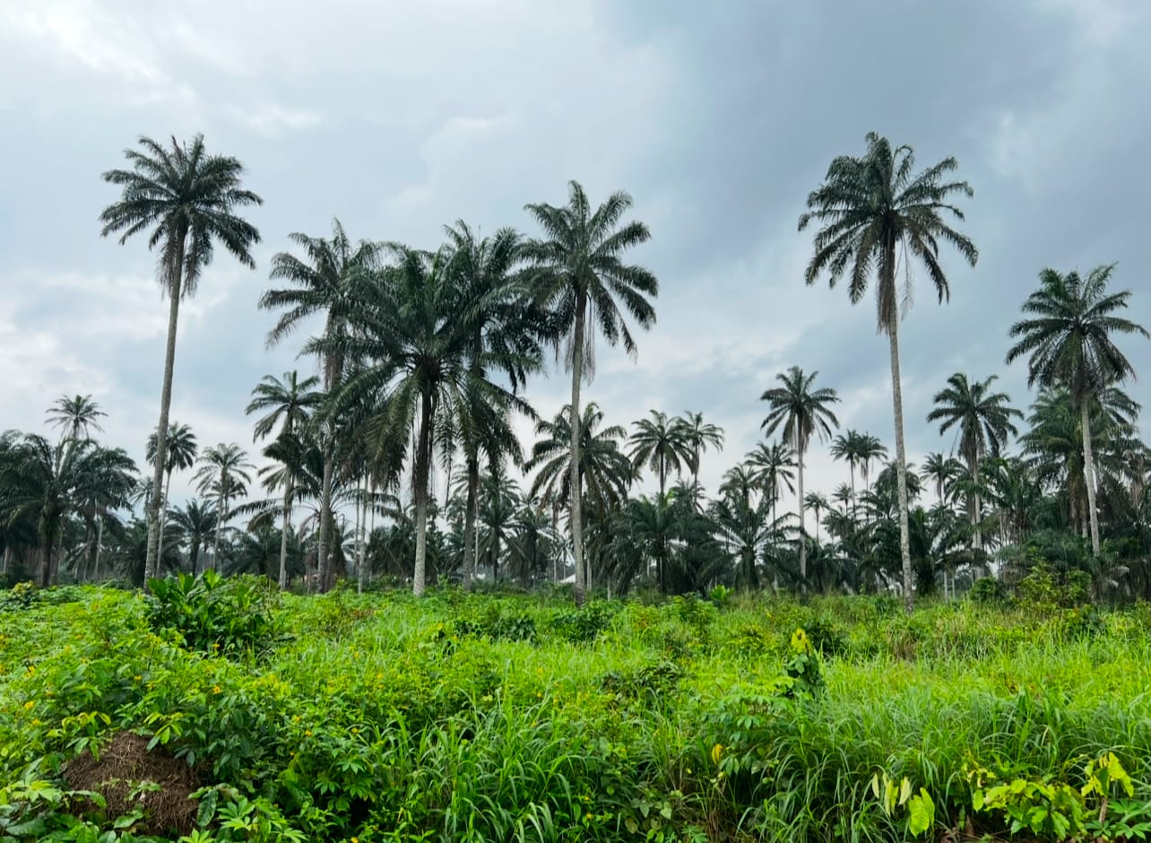 10 Key Steps to Land Purchase in Nigeria: A Step-by-Step Guide 9 Land nigeria