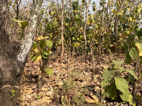 600 Acres of Land for Sale at Ido, Ibadan 2 600 Acres of Land for Sale at Ido, Ibadan