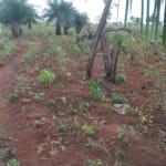 Genuine Land In Asaba Launched by Two Kings