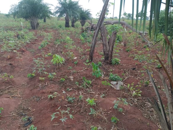 Genuine Land In Asaba Launched by Two Kings 10 Genuine Land In Asaba Launched by Two Kings