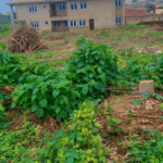 2 Plots of Land for Sale at Akobo, Ibadan