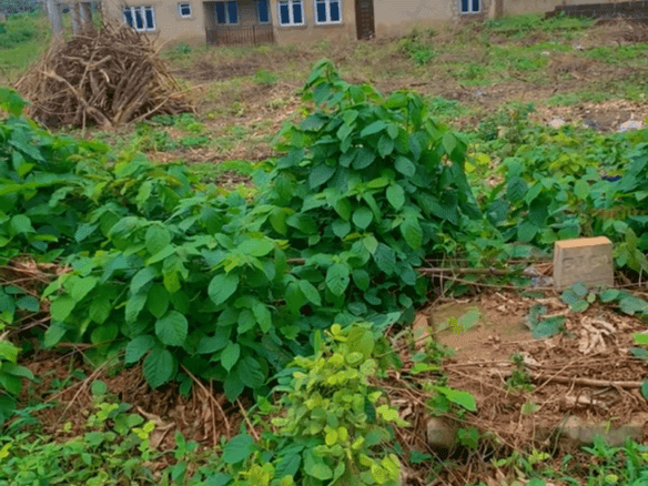 2 Plots of Land for Sale at Akobo, Ibadan 16 2 Plots of Land for Sale at Akobo, Ibadan
