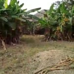 Build Your Dream Home – Half Plot of Land Available Now!