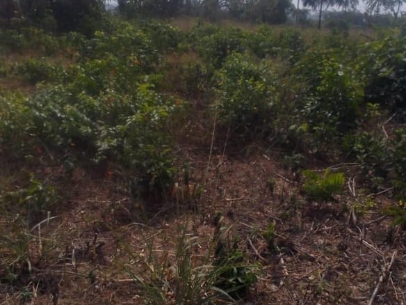 100 Acres at Ado-Awaye, Oyo State – Affordable Investment 14 100 Acres at Ado-Awaye, Oyo State – Affordable Investment