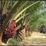 Farm City, Odagwa - Etche