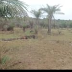 Plots of Land Minutes From Dangote Refinery in Ibeju-Lekki Ode-Omi