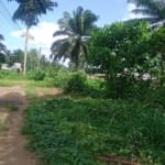 Farmland with Palmtrees in Akwa Ibom