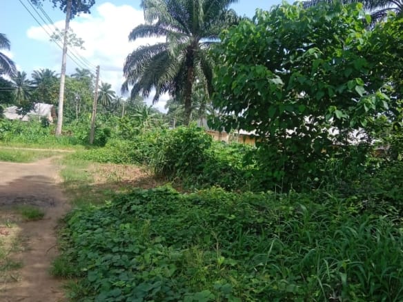 Farmland with Palmtrees in Akwa Ibom 6 Farmland with Palmtrees in Akwa Ibom