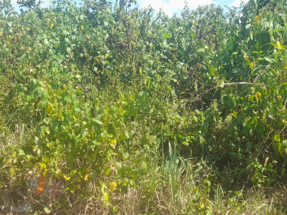 30 Acres Farmland For Sale at Sawonjo,Yewa North L.G.A, Ogun State