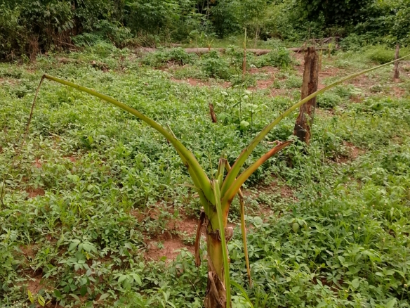 Acres and Plots for Sale close to Lagos Ibadan Expressway, Ibadan