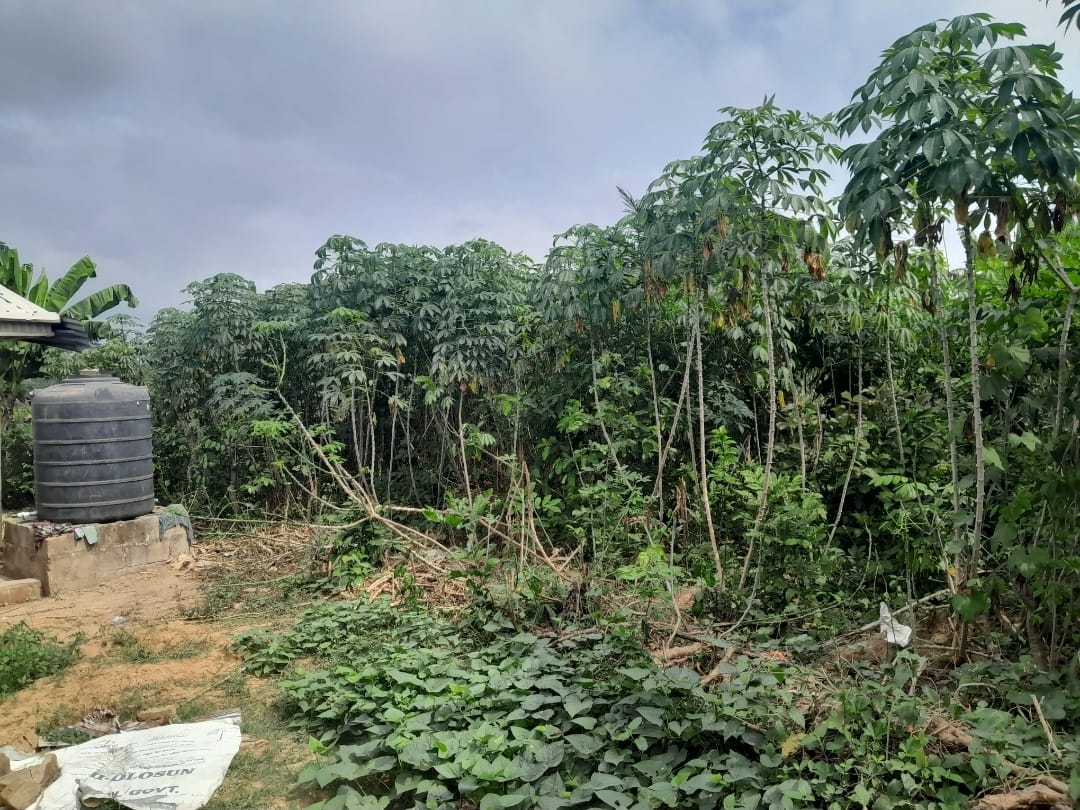 URGENT SALE: 1.3 Plot of Dry Land at Apata Ganga Area, Circular Road Axis, Ido, Ibadan