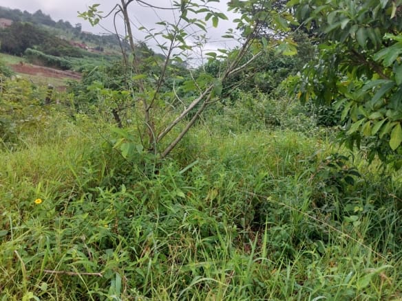 Land for Sale in a Fast-Growing Location at Royal View Estate, Kom Kom, Obigbo, Rivers State