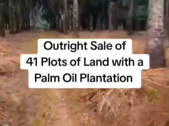 41 plots of land with palm oil plantation