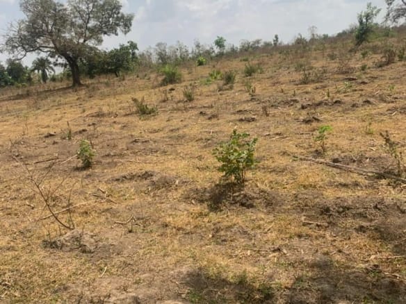 78.9 Acres of Prime Land for Sale Along Sagamu–Benin Expressway (After Babcock University, Before Odogbolu Junction)