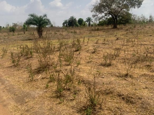250 Acres of Fertile Farmland for Sale in Iwofin Near Alamala Army Barracks – Abeokuta North LGA