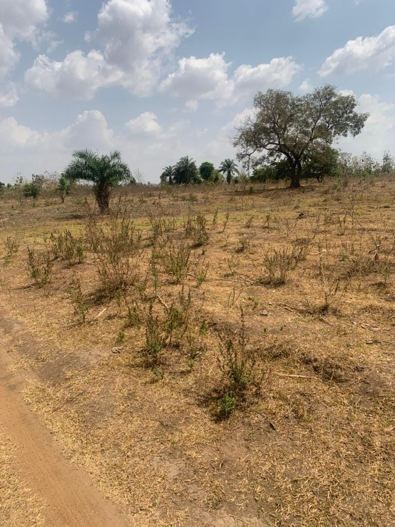 250 Acres of Fertile Farmland for Sale in Iwofin Near Alamala Army Barracks – Abeokuta North LGA