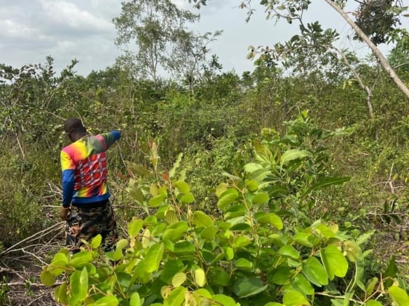 80 Acres of Oil Palm Plantation for Sale at Ogbomosho – Ogbomosho North LGA, Oyo State