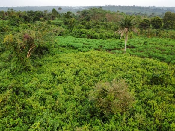 50 Acres of Farmland for sale in Abeokuta