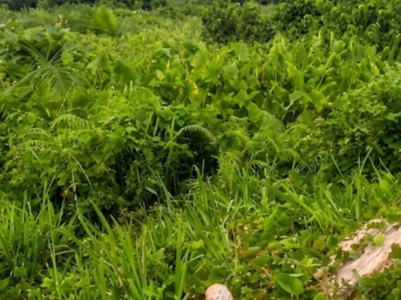 Hot Property Alert! 2 Plots for Sale Along Busy Express Road 🔥