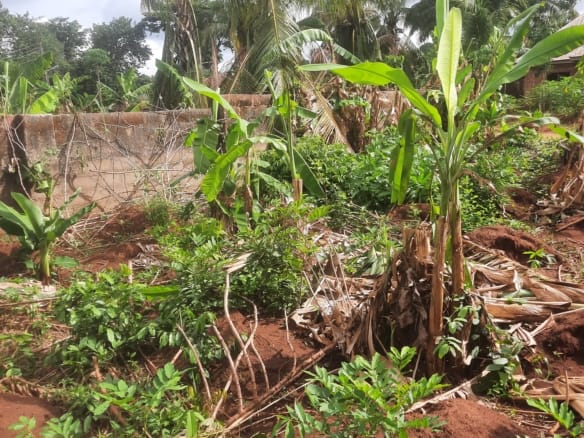 Prime Opportunity in Nteje — 2 Genuine Plots of Land Available for Immediate Purchase!
