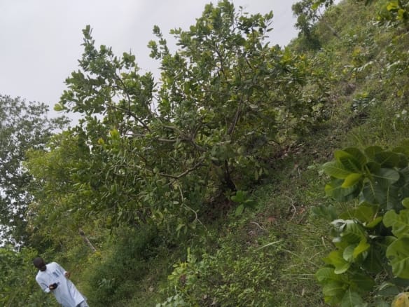 4000 Acres of Fertile Farmland at Ijio Town, Iwajowa Local government, Oyo State