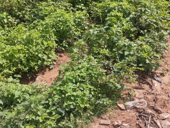 4000 acres Of Fertile Farmland For Sale At Komu, Itesiwaju Lg Oyo State