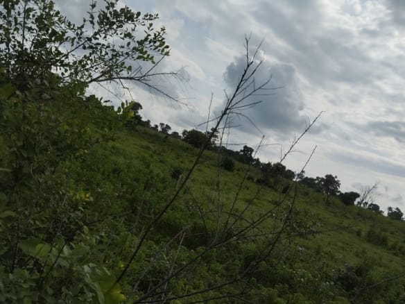 65 acres of fertile farmland available at alofe village, Iseyin-Ogbomoso exp way, Oyo State