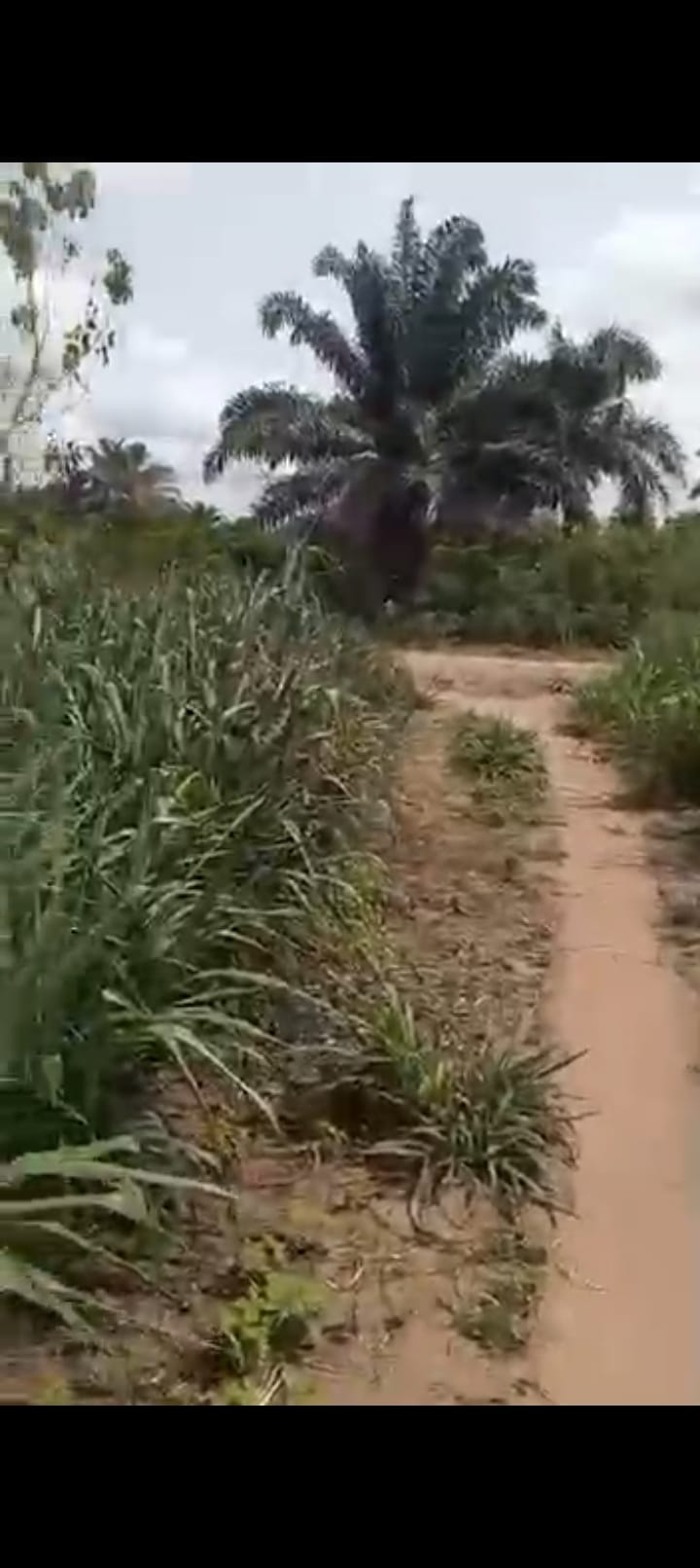 1 and half plot of land along the road for sale.