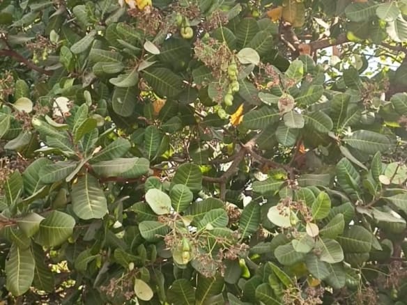 300 Acres With Cashew Plantation for Sale Along Ogbomoso–Iseyin Expressway