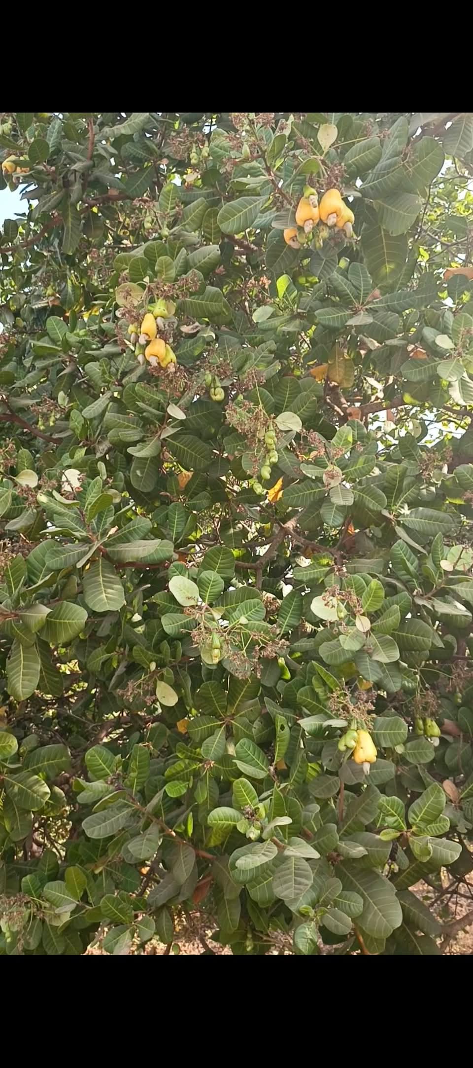 300 Acres With Cashew Plantation for Sale Along Ogbomoso–Iseyin Expressway