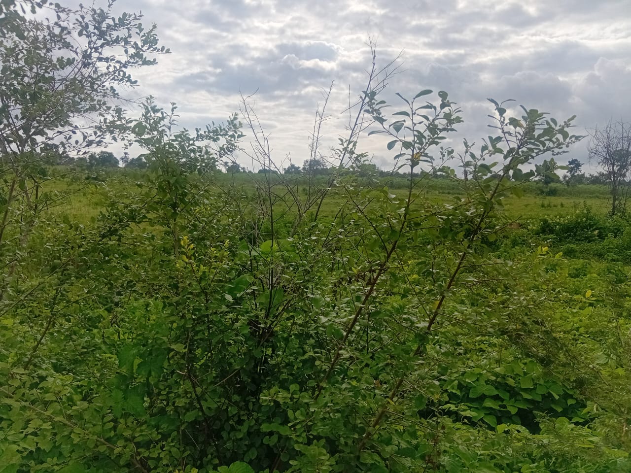 200 Acres of Fertile Farmland for Sale, Waasimi, Iseyin LGA, Oyo State