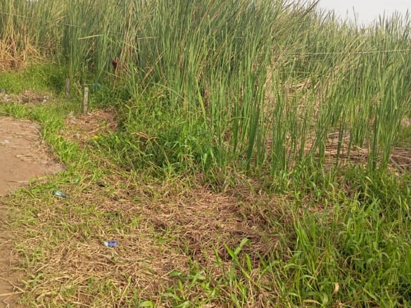 Buy & Build Land for Sale in Sangotedo