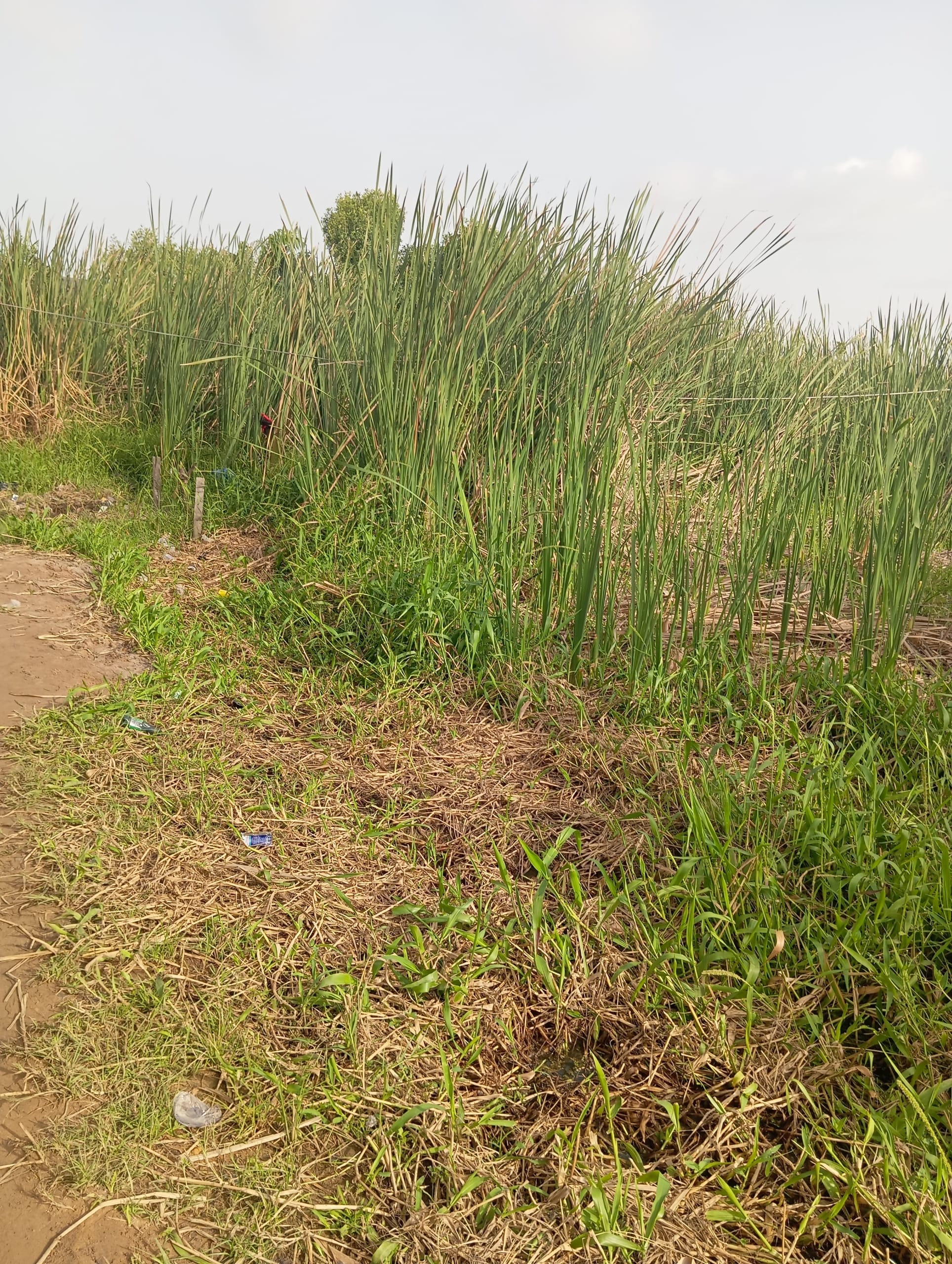 Buy & Build Land for Sale in Sangotedo