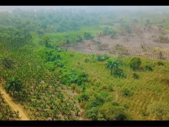 A 40 acre farmland full of cocoa, plantains and palm trees, at a distress price, with CCTV and boreholes and irrigation systems.