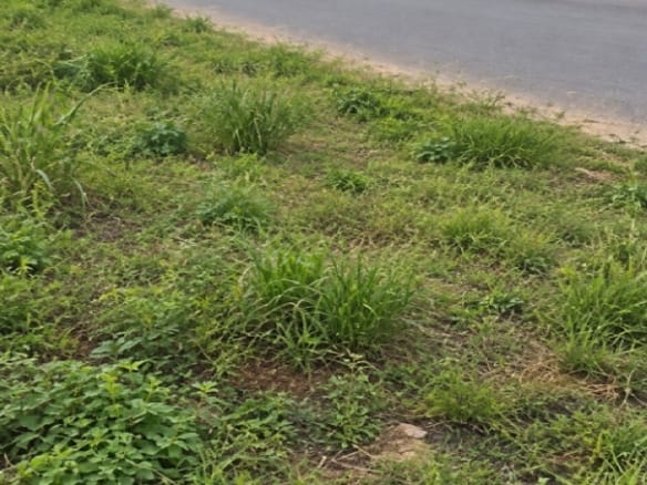 Prime Road-Facing Land: 6 Plots (2,779 SQM) - Direct From Owner