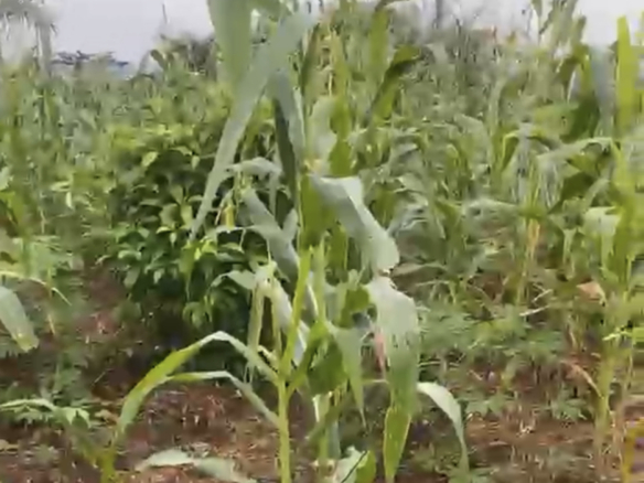 100x100 Land for Sale at Iguiye Community, Edo State.