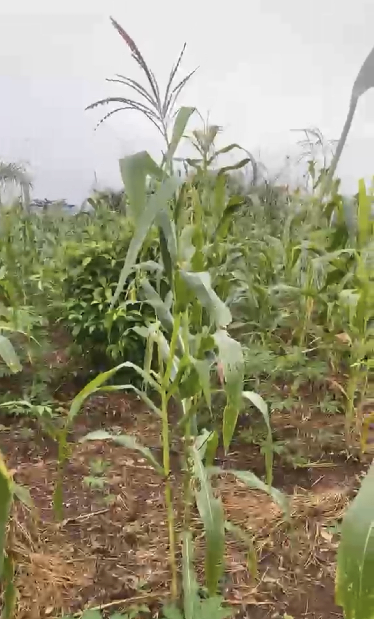 100x100 Land for Sale at Iguiye Community, Edo State.